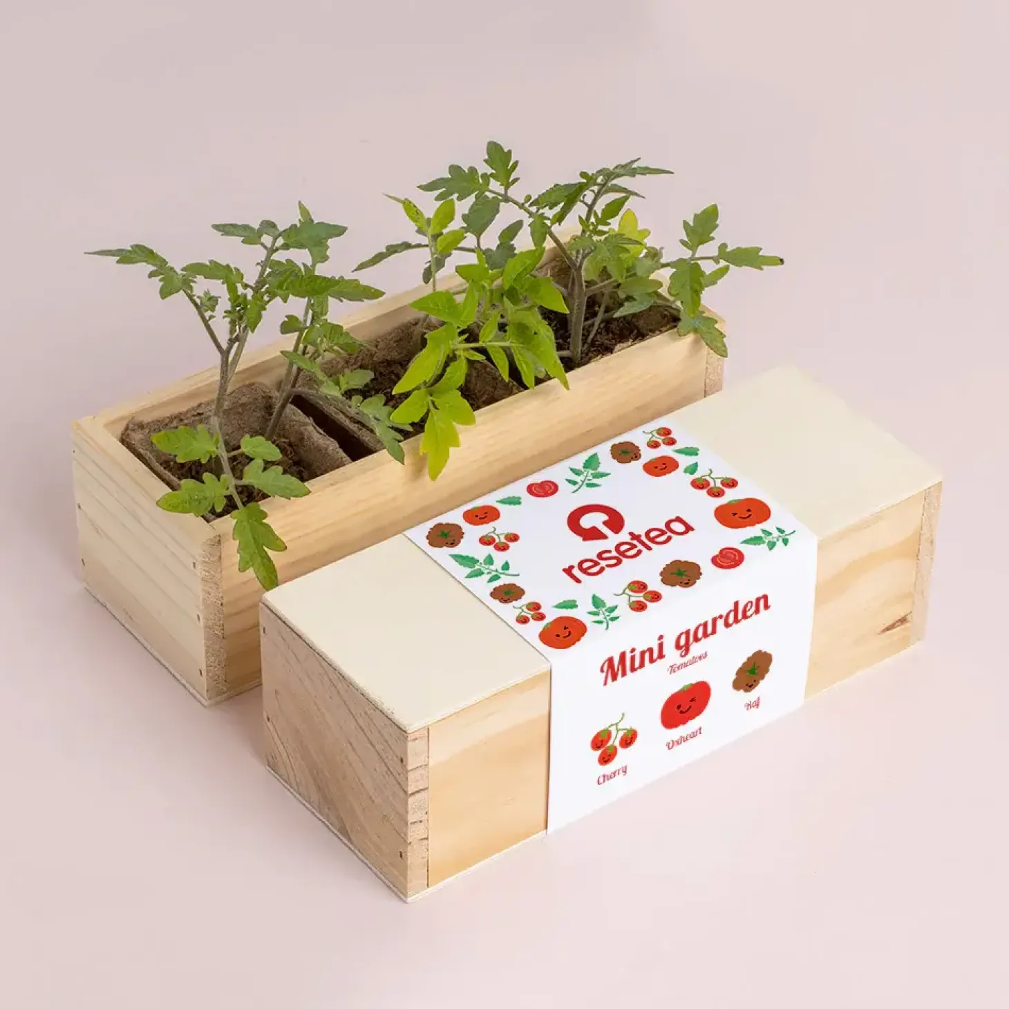 Mini ogród - Pomidory