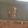 Szkatułka na biżuterię z pozytywką - Sarenka