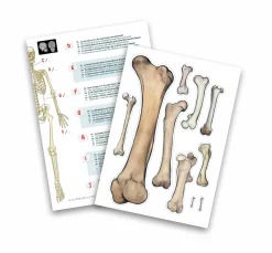 Szkielet człowieka - 85 cm