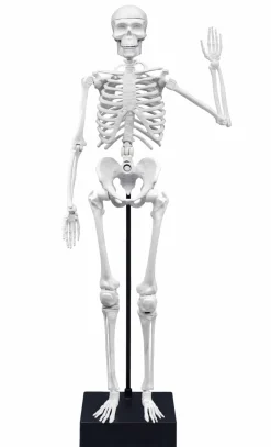 Szkielet człowieka - 45 cm