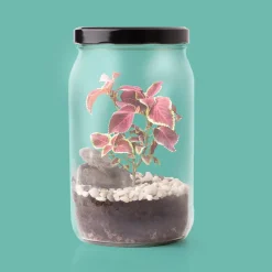 Terrarium w słoiku