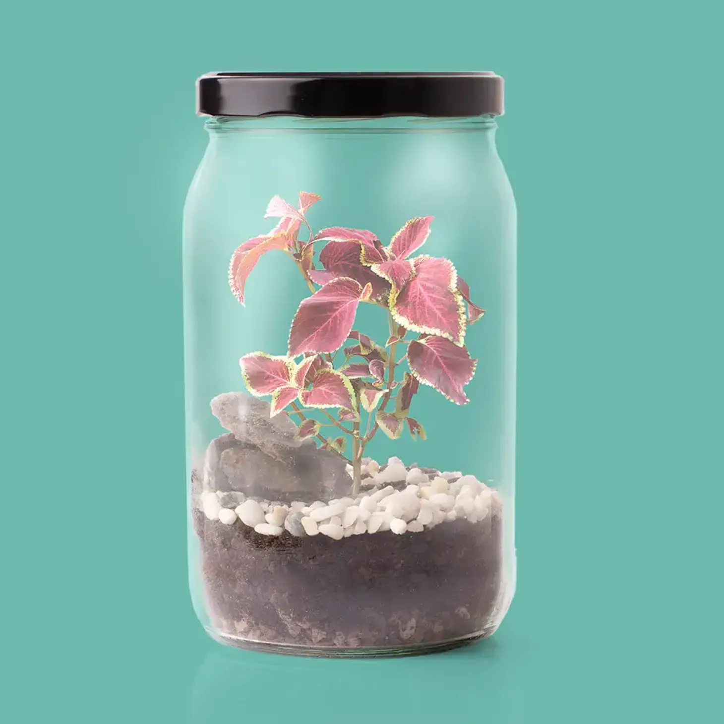 Terrarium w słoiku