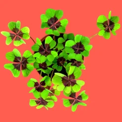 Zestaw do uprawy czterolistnej koniczyny - Good Luck